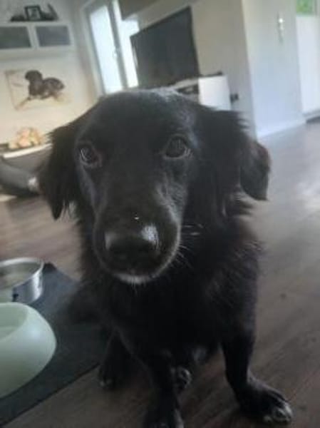 Kosimo,  kleiner Traumhund