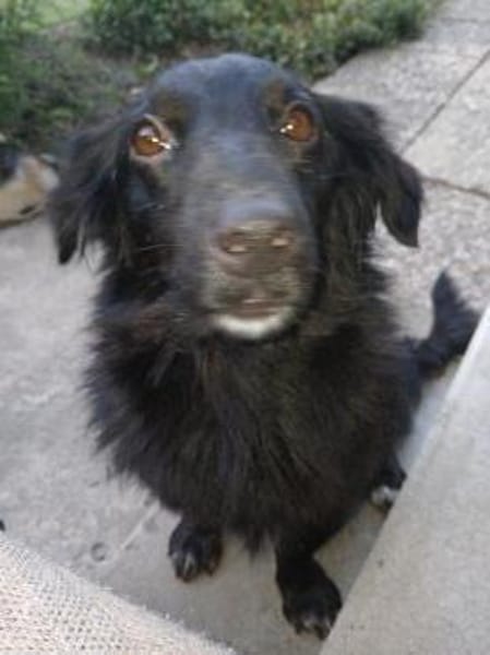 Kosimo,  kleiner Traumhund