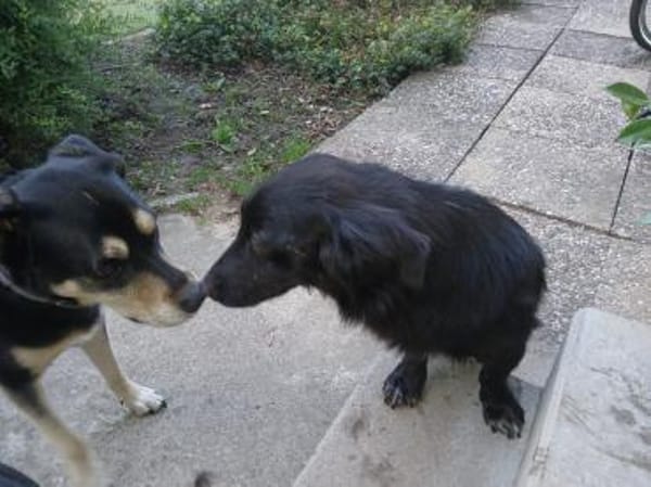 Kosimo,  kleiner Traumhund