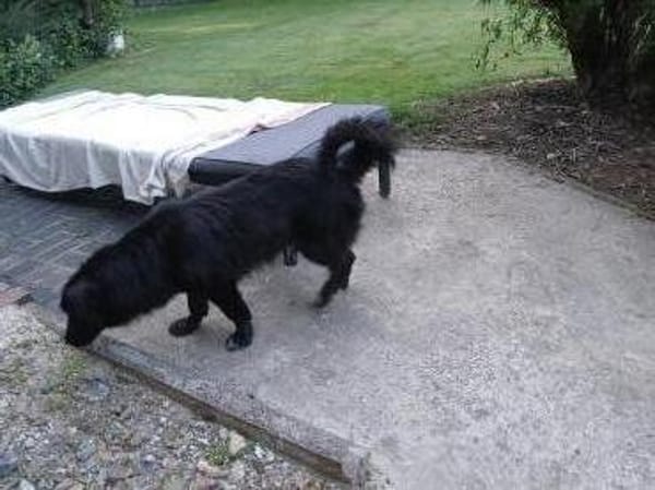 Kosimo,  kleiner Traumhund