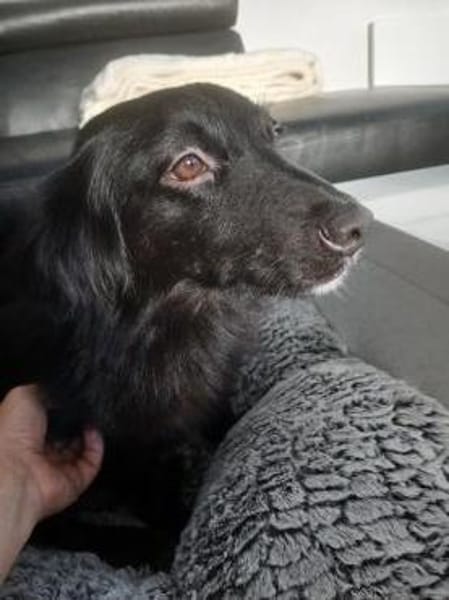 Kosimo,  kleiner Traumhund