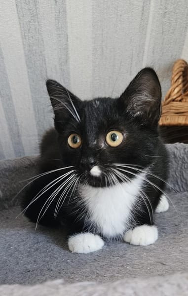 Benny