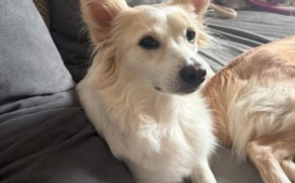 Bonnie möchte Einzelprinzessin sein