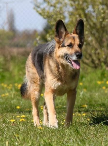 Murphy - Liebevoll und loyal