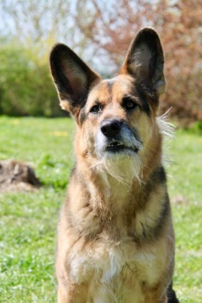 Murphy - Liebevoll und loyal
