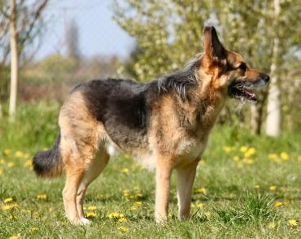 Murphy - Liebevoll und loyal