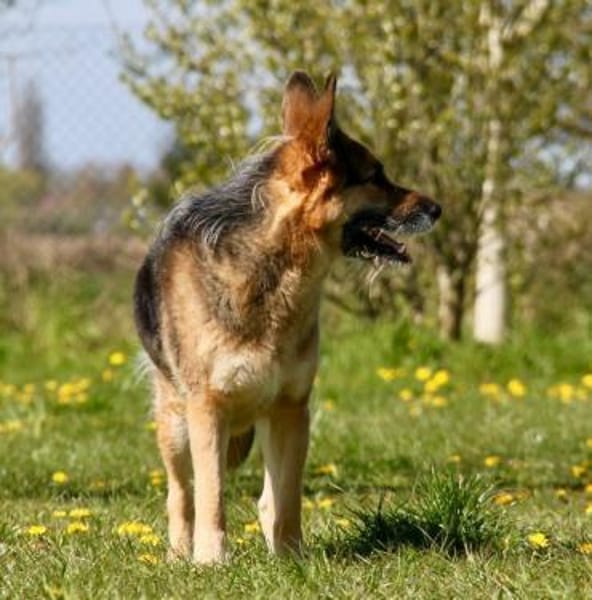 Murphy - Liebevoll und loyal