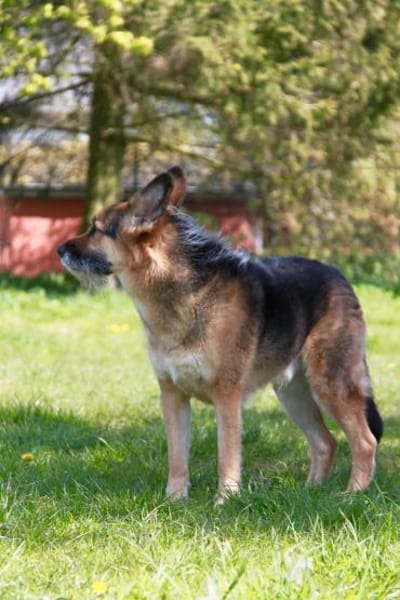 Murphy - Liebevoll und loyal