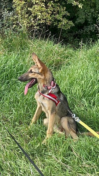 Bella lieber Welpe sucht Sie Ho