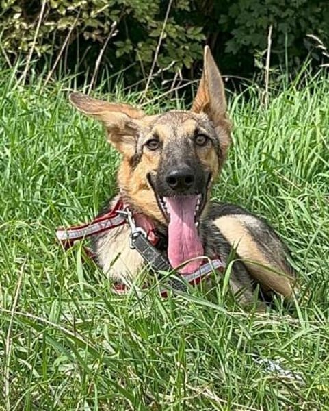 Bella lieber Welpe sucht Sie Ho