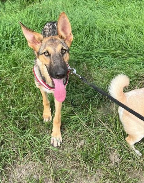Bella lieber Welpe sucht Sie Ho
