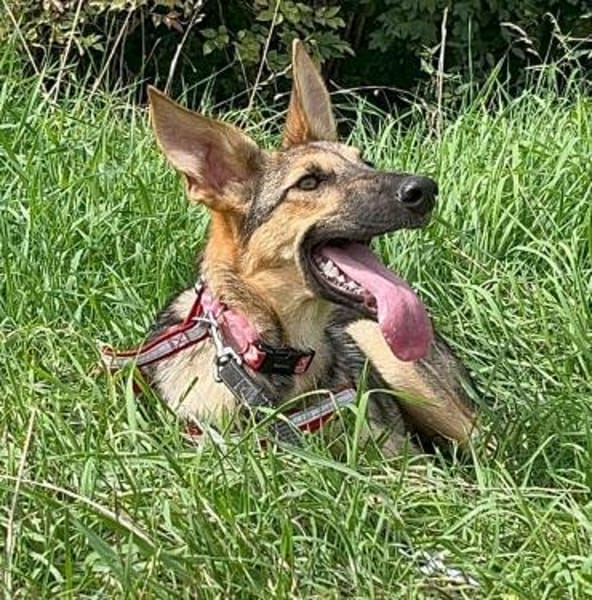 Bella lieber Welpe sucht Sie Ho