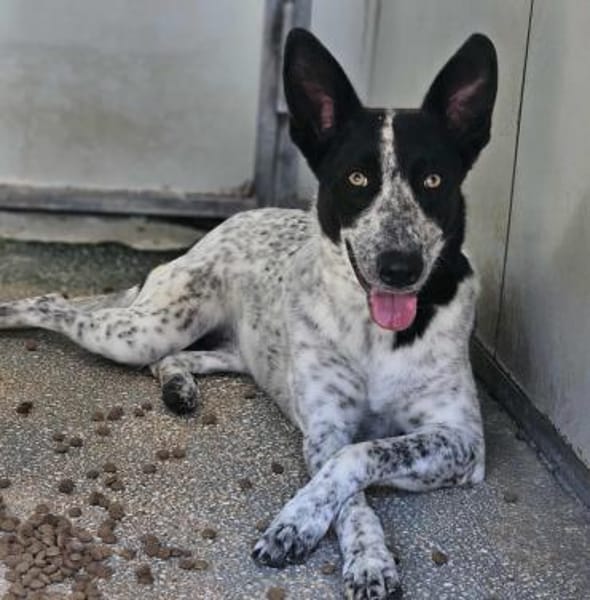 Stella ist in der Tierherberge Donzdorf