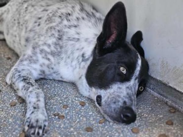 Stella ist in der Tierherberge Donzdorf