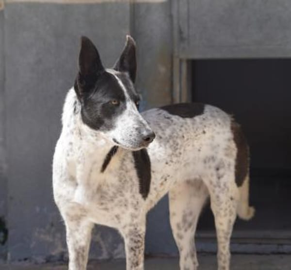 Stella ist in der Tierherberge Donzdorf