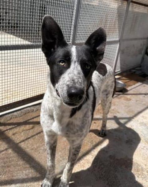 Stella ist in der Tierherberge Donzdorf