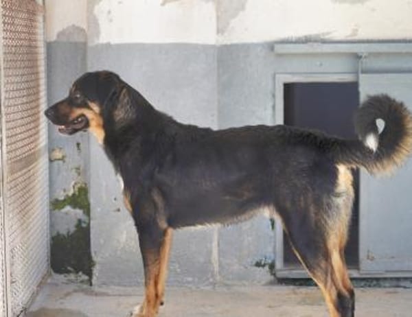 Armando ist in der Tierherberge Donzdorf