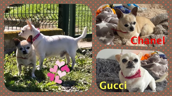 GUCCI