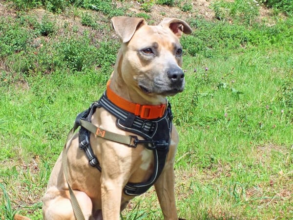 LAIKA