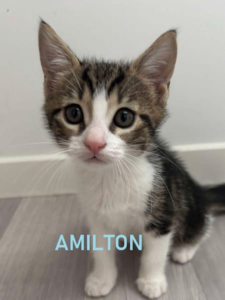 AMILTON