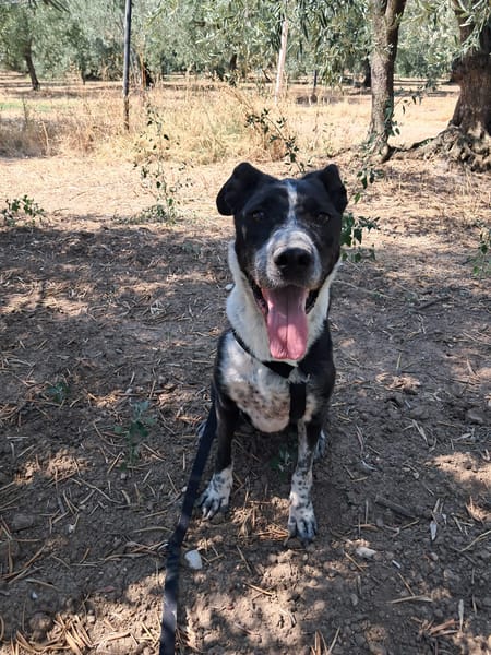 FENICE, dolcissima cagnolona
