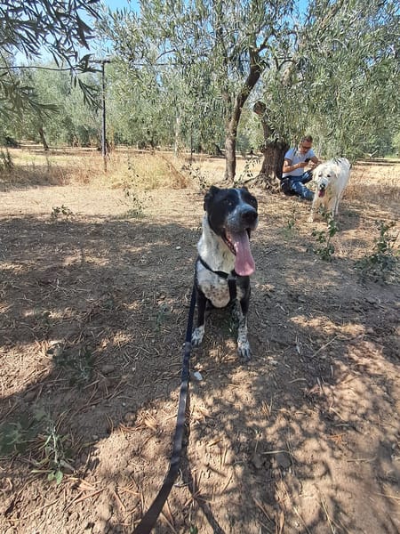 FENICE, dolcissima cagnolona