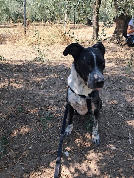FENICE, dolcissima cagnolona