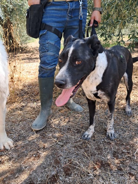 FENICE, dolcissima cagnolona