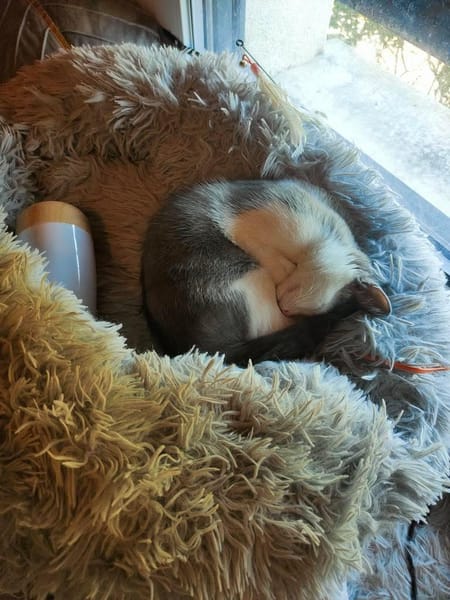 KODA