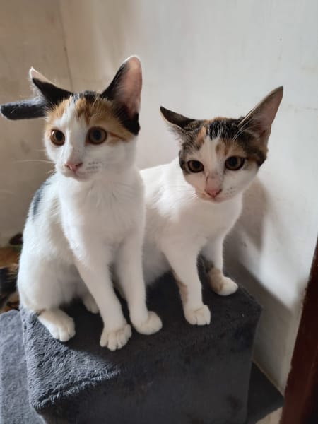 Heidi & Juliette