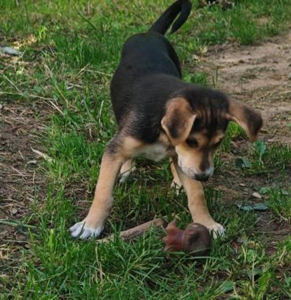 Toller Bruno sucht ein neues Zuhause