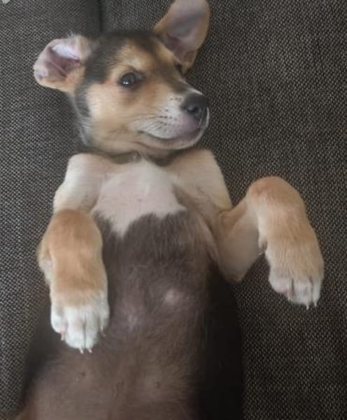 Toller Bruno sucht ein neues Zuhause