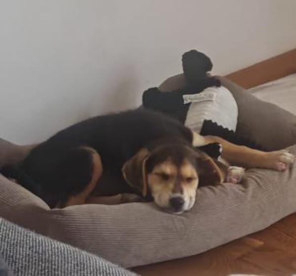 Toller Bruno sucht ein neues Zuhause