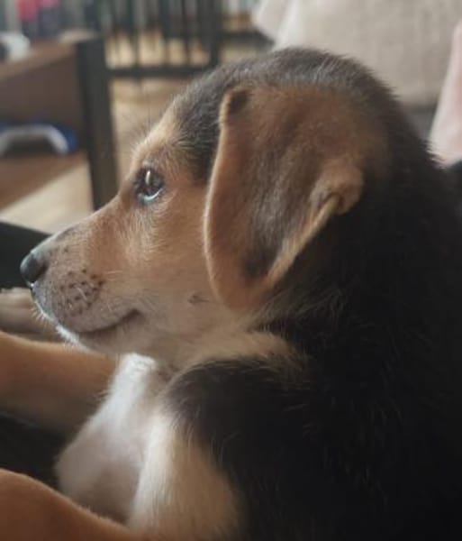Toller Bruno sucht ein neues Zuhause