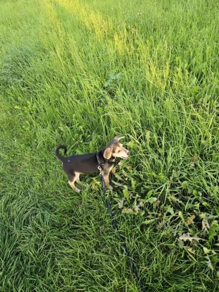 Toller Bruno sucht ein neues Zuhause