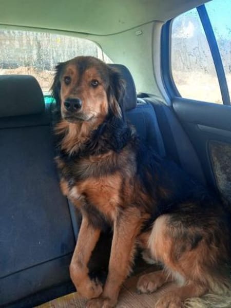 Sammy - sucht seine zweite Chance