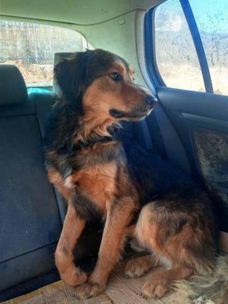 Sammy - sucht seine zweite Chance