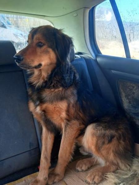 Sammy - sucht seine zweite Chance
