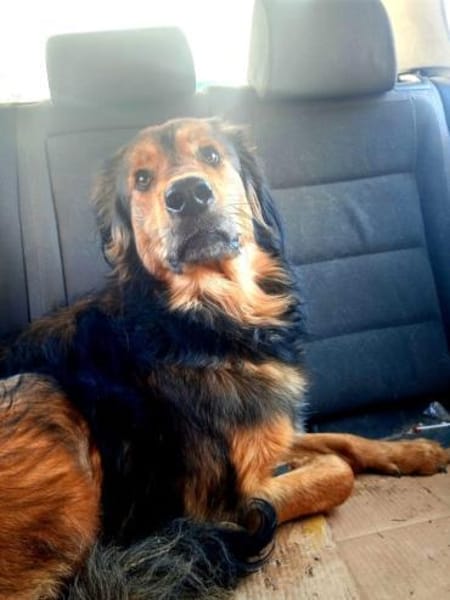 Sammy - sucht seine zweite Chance