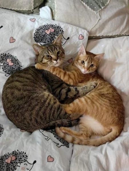 Katze Lela aus 81475 München 🍀