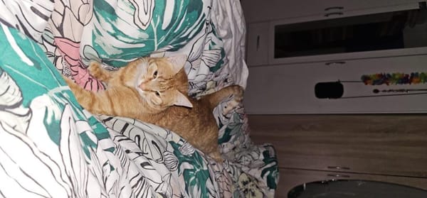 Katze Lela aus 81475 München 🍀