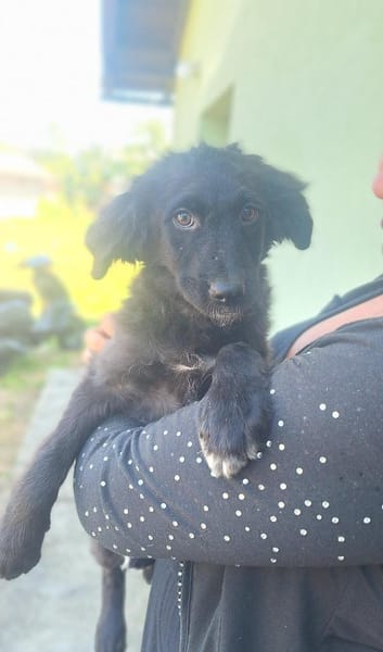 💕Dori💕 sucht ihre Familie! 💕🐾