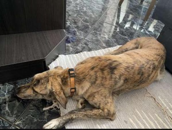 Traumhund Jessie sucht eine neue Familie