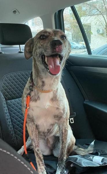 Traumhund Jessie sucht eine neue Familie