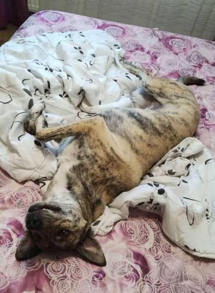 Traumhund Jessie sucht eine neue Familie