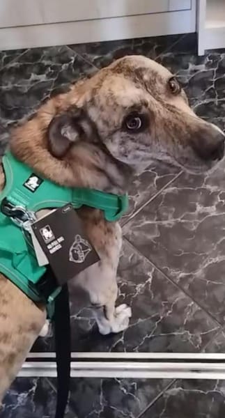 Traumhund Jessie sucht eine neue Familie