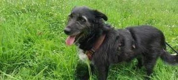Cora  sucht liebevolles Zuhause