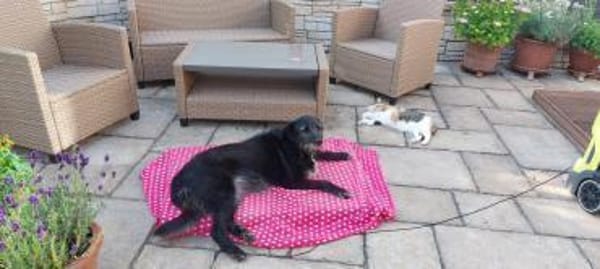 Cora  sucht liebevolles Zuhause