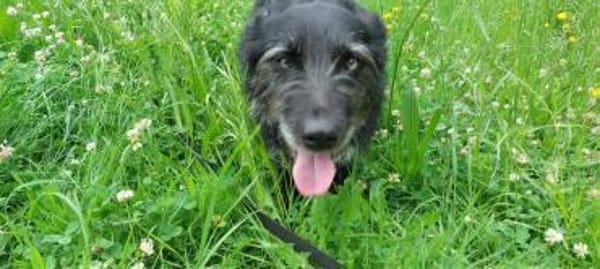 Cora  sucht liebevolles Zuhause