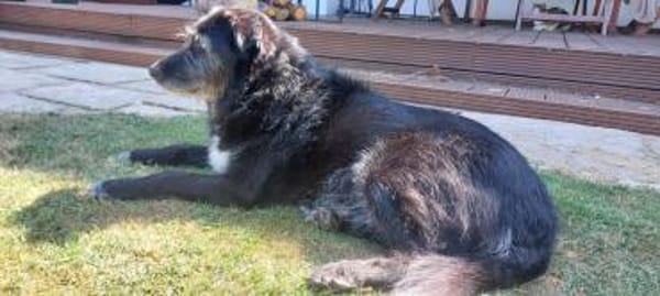 Cora  sucht liebevolles Zuhause